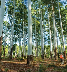 UCS Wins IWPA Environmental Excellence Award for Red Grandis!