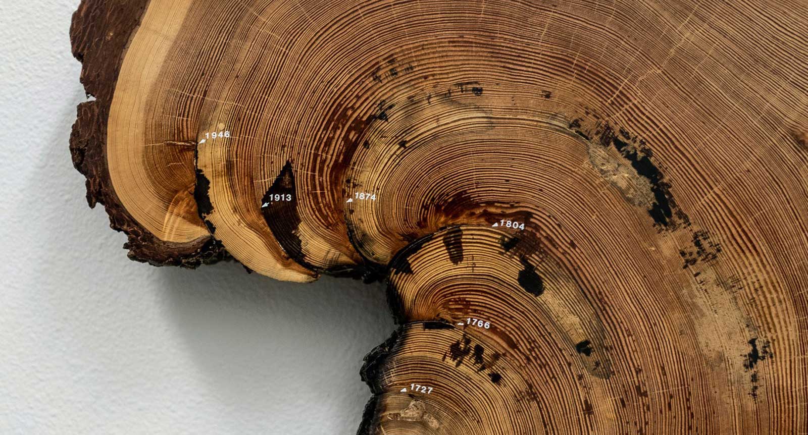 Industry News - Chronicles of the Rings: What Trees Tell Us
